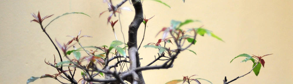 recetas para nunca perder